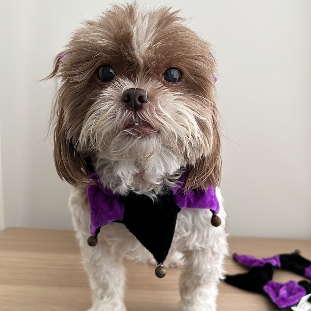 {Pet Halloween} 2 Jester Collars for Small Dogs